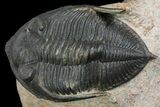 Zlichovaspis Trilobite - Atchana, Morocco #138064-2